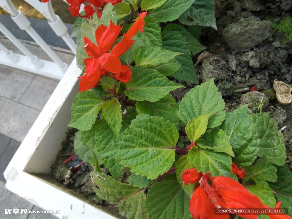 白色花盆中的艳红串串花