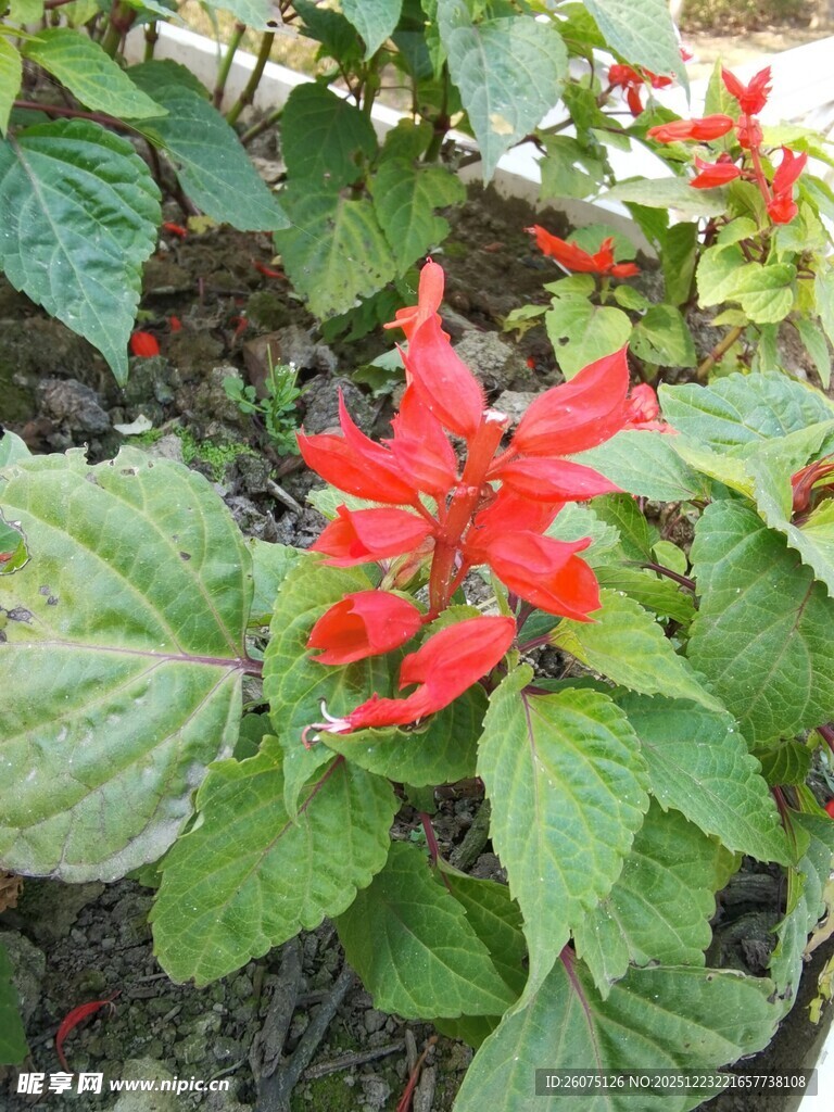 鲜艳一串红绽放绿叶间