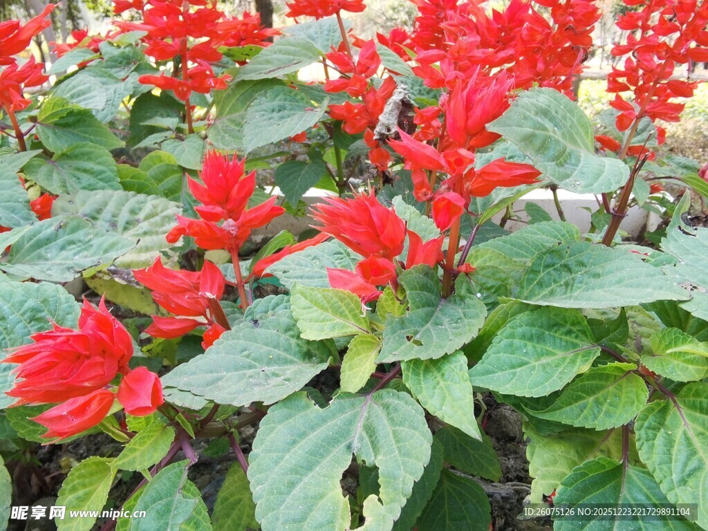 鲜艳一串红绽放绿叶间