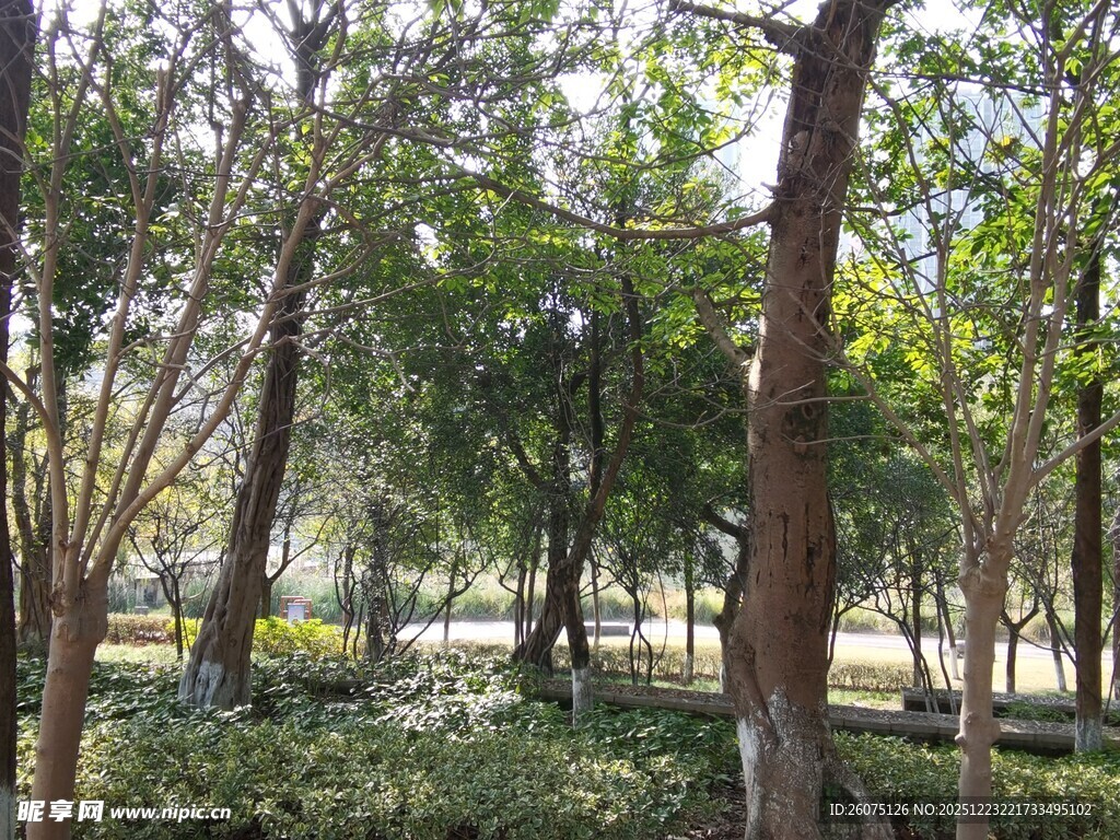 阳光照耀下的树林景观