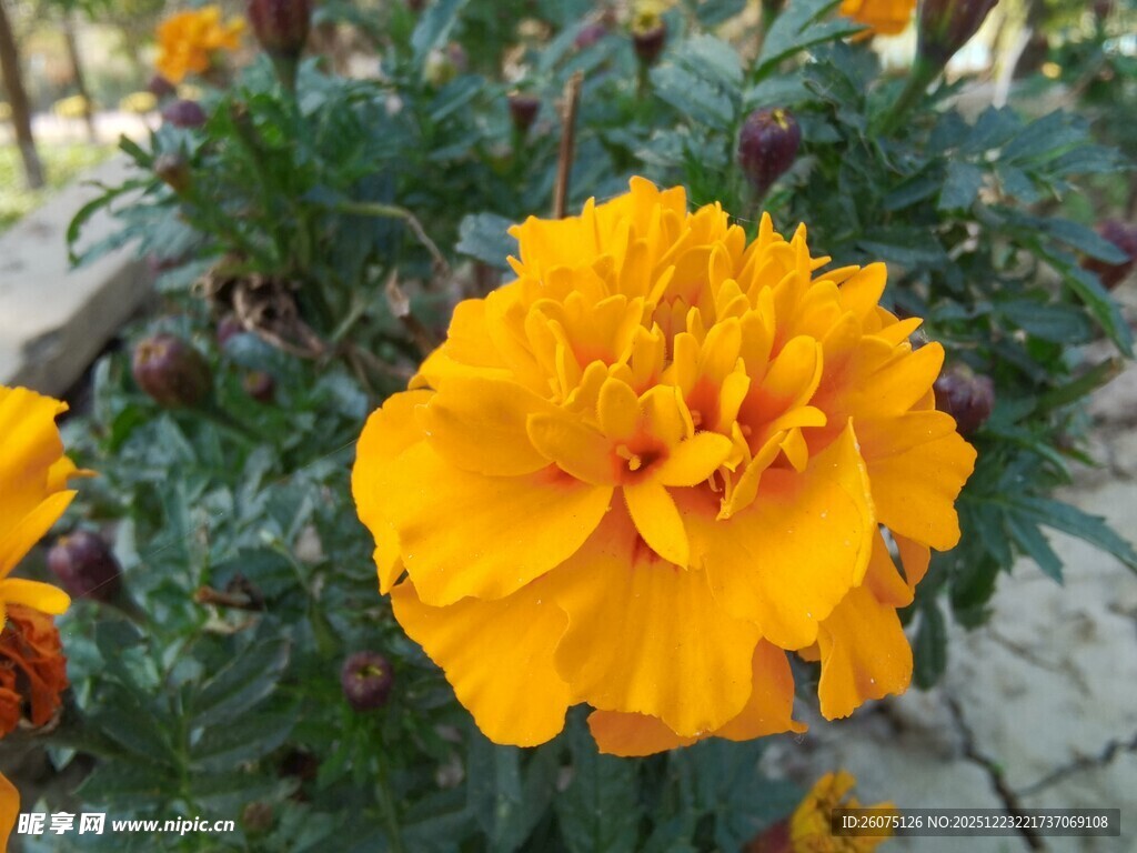 鲜艳黄色万寿菊绽放