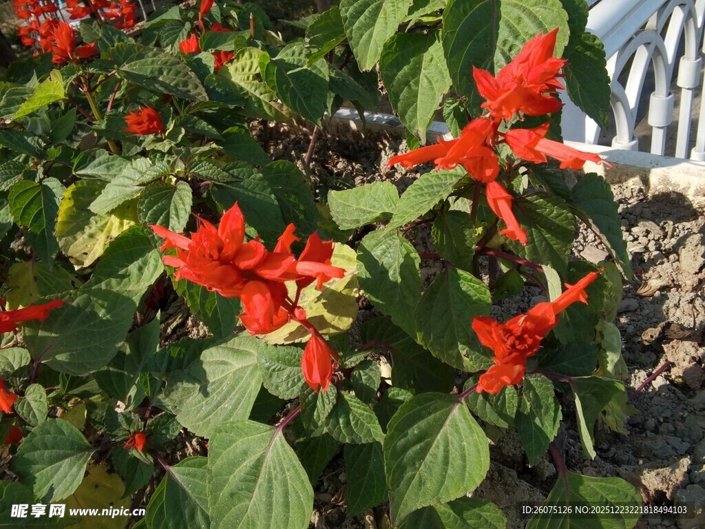 鲜艳一串红绽放绿叶间