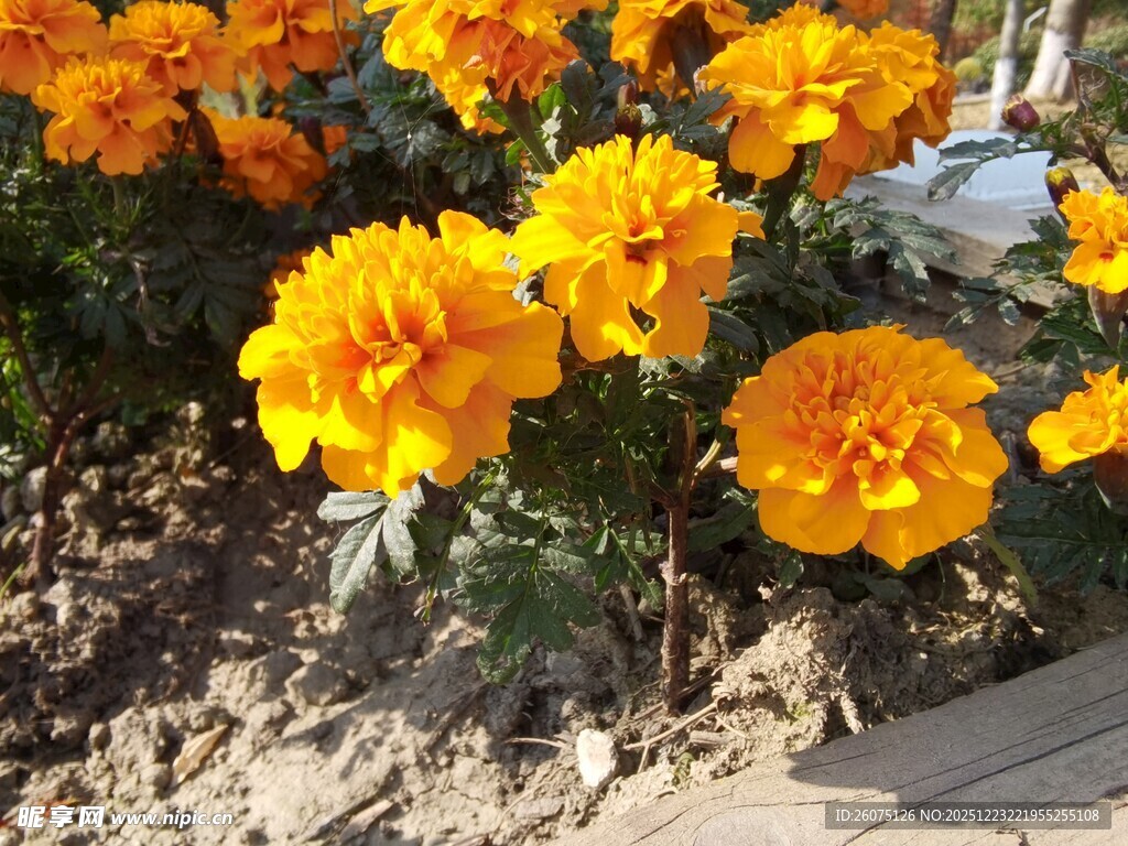 鲜艳黄色万寿菊绽放