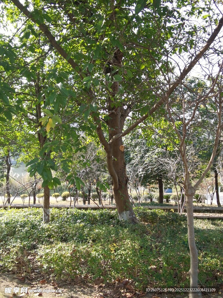 公园中的绿树与草地