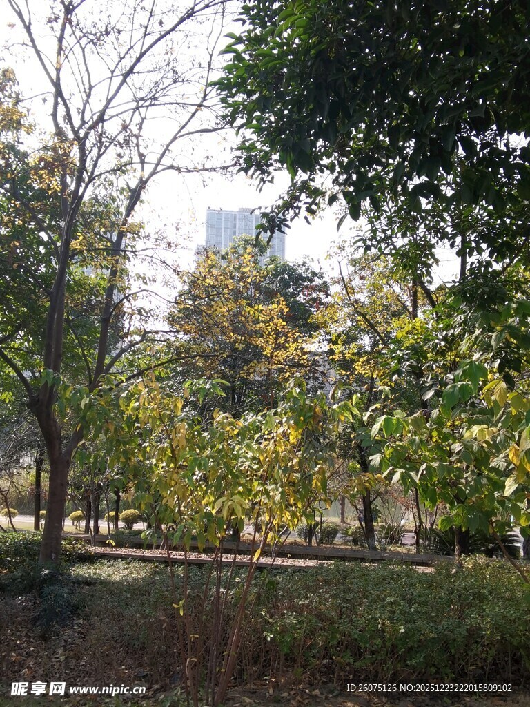 秋日公园树林景致