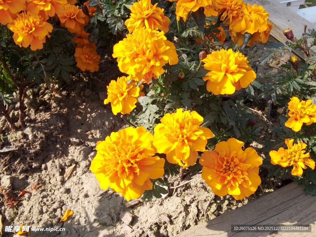 鲜艳黄色万寿菊绽放