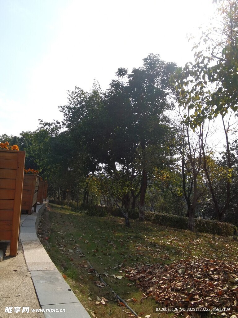 户外林间小道景观