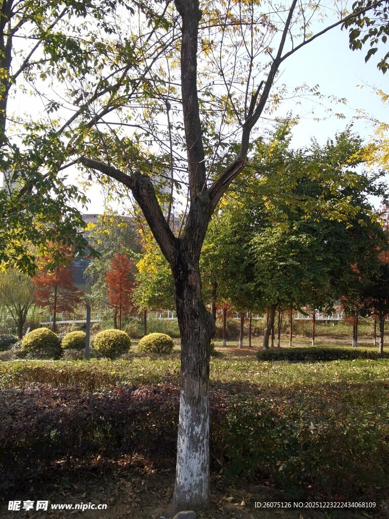 秋日公园树木景观