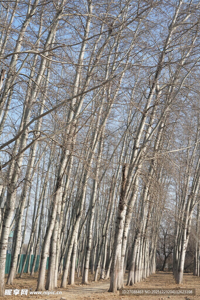 冬日白杨林挺拔身姿