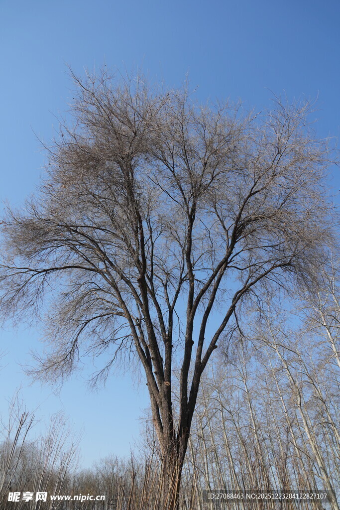 蓝天映衬下的光秃树木