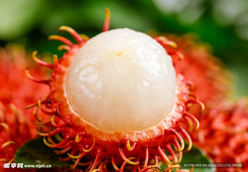 红毛丹果肉特写