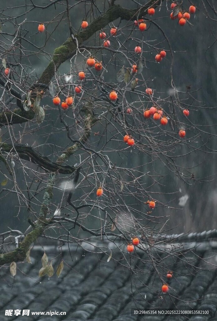 枝头红柿映灰瓦