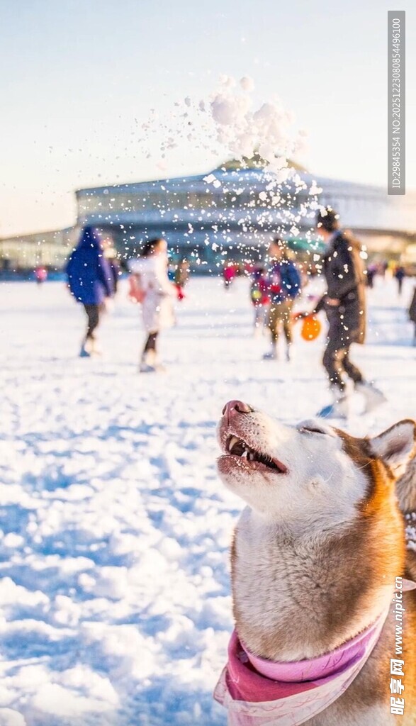 雪地中仰头的可爱狗狗