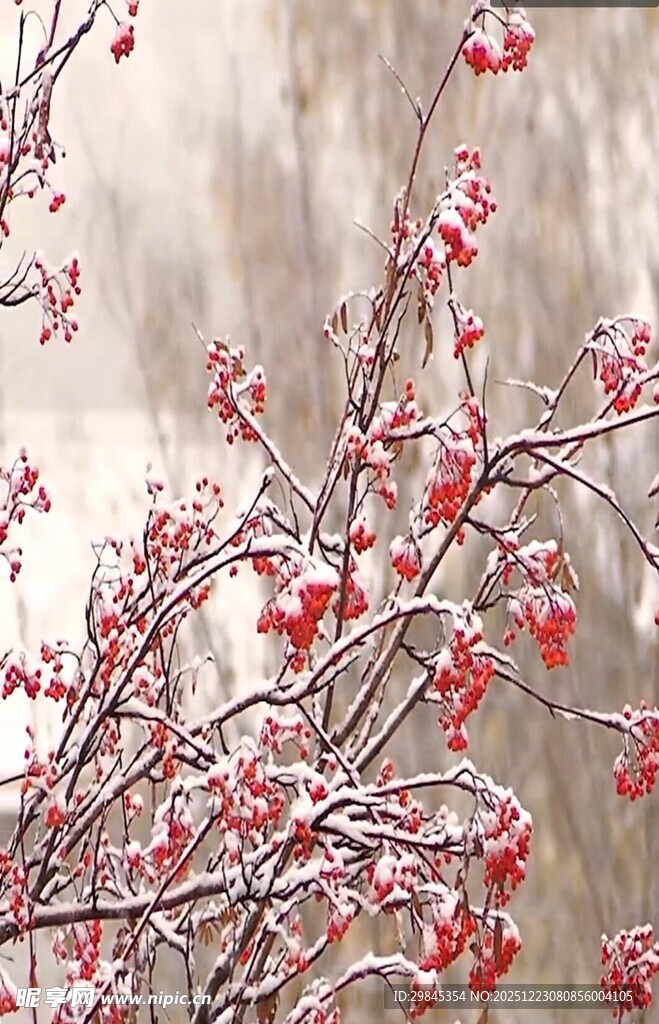 雪覆红果枝头美如画