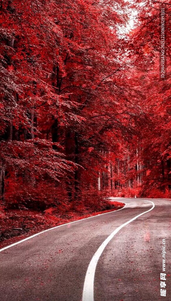 红枫环绕的蜿蜒公路