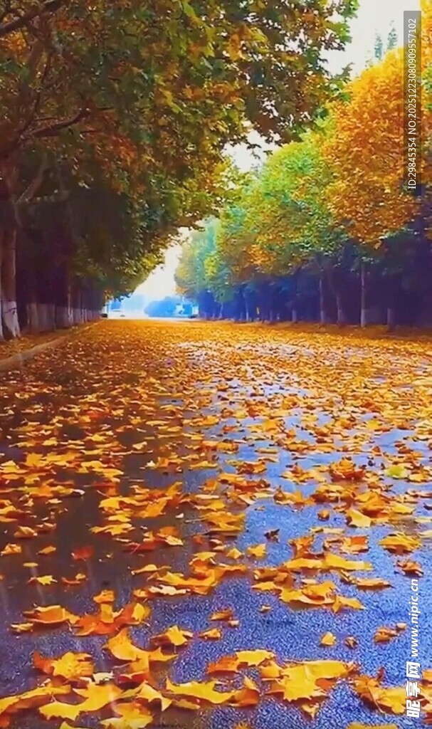 秋日落叶铺就的斑斓大道