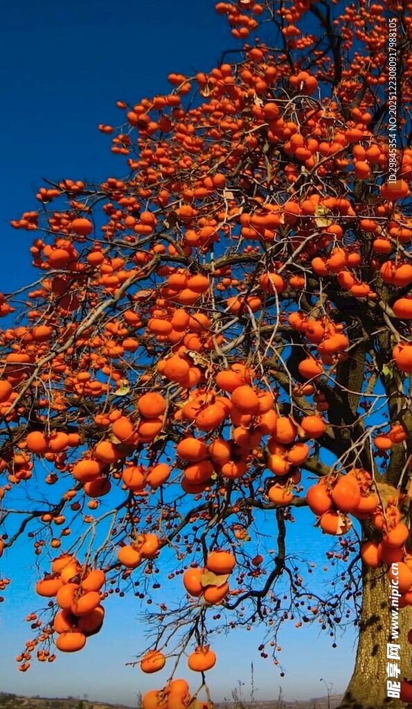 秋日枝头累累红柿