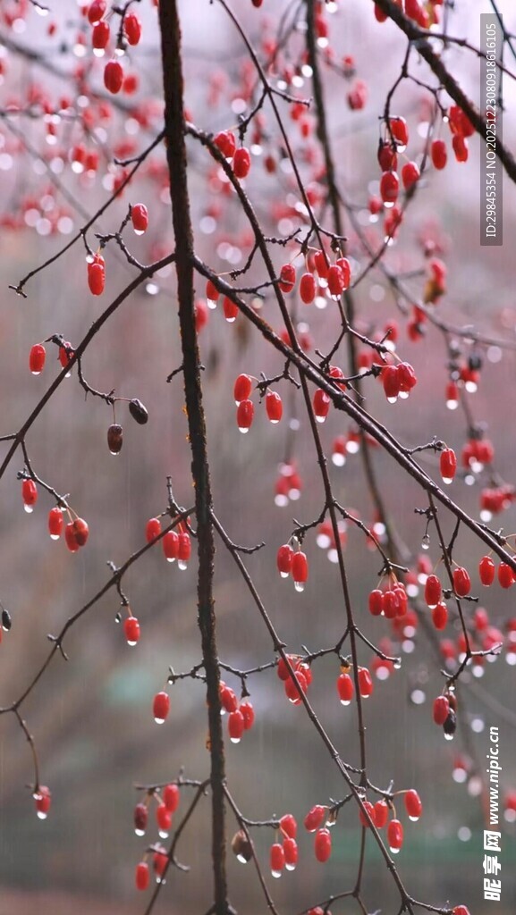枝头绽放的娇艳红花朵