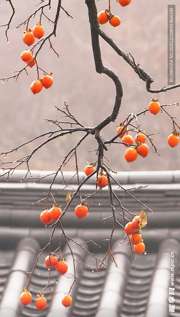 枝头红柿映古建