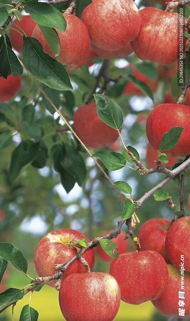 枝头红苹果