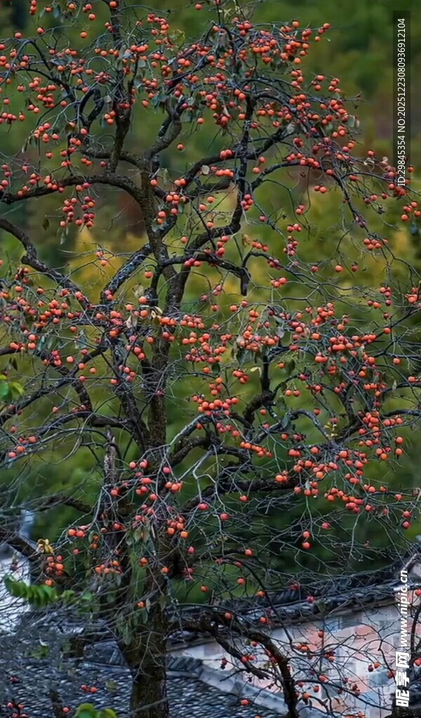 枝头红果映绿叶