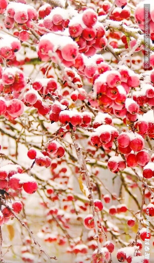 雪覆红果