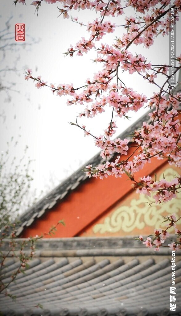 红墙粉樱古建筑美景