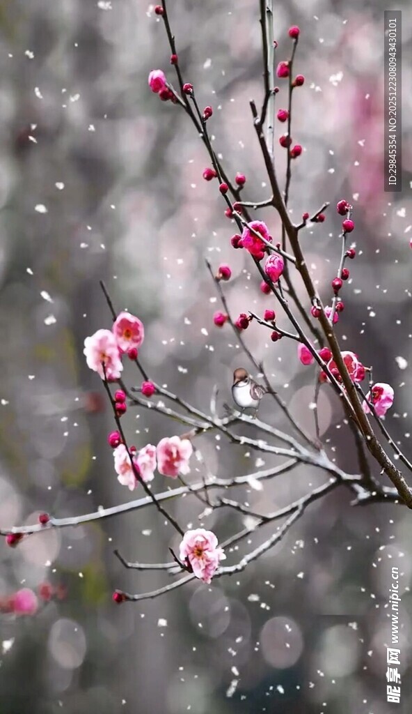 雪中绽放的娇艳红梅