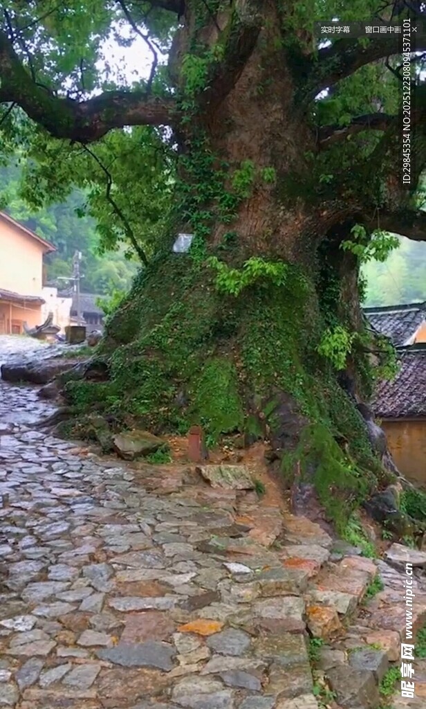 古树下的石板小径