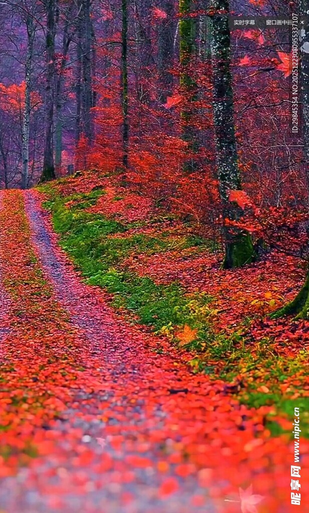 秋日林间红叶铺就的小径