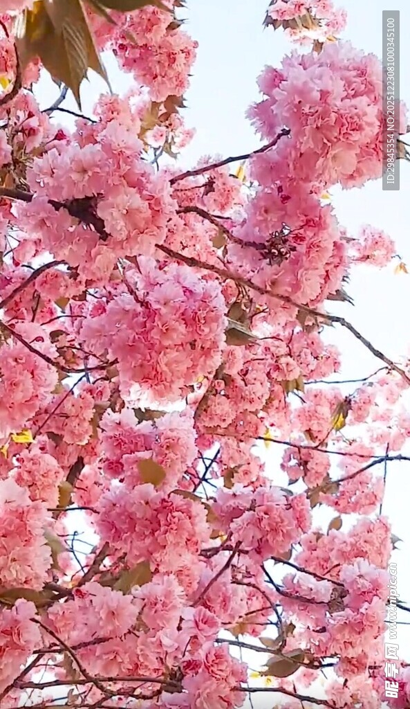 烂漫粉色樱花绽放枝头