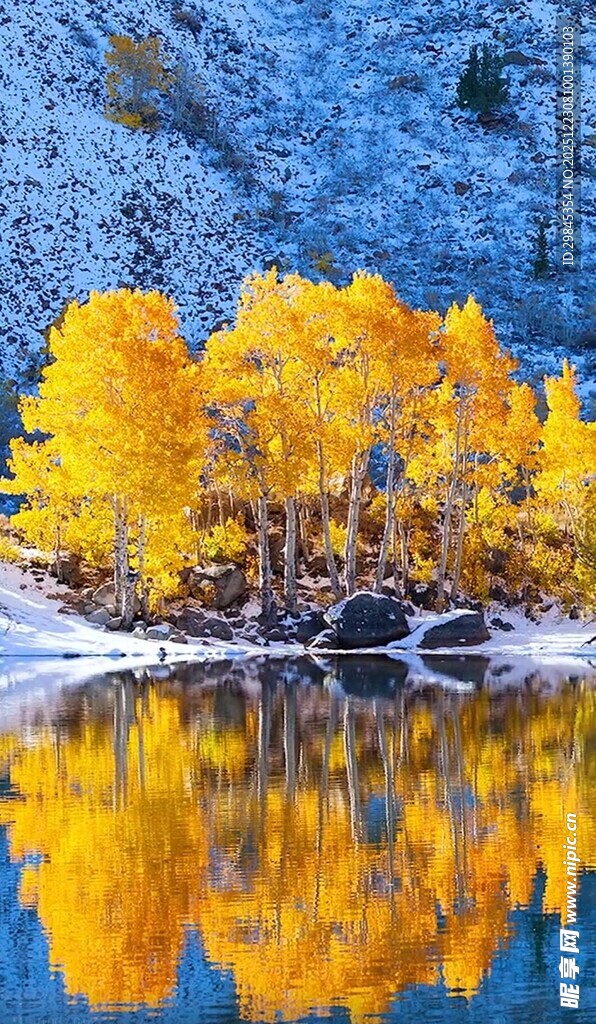 秋日湖岸金黄树林倒影