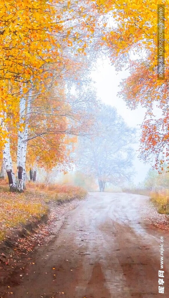 秋日雾中蜿蜒的黄叶小路