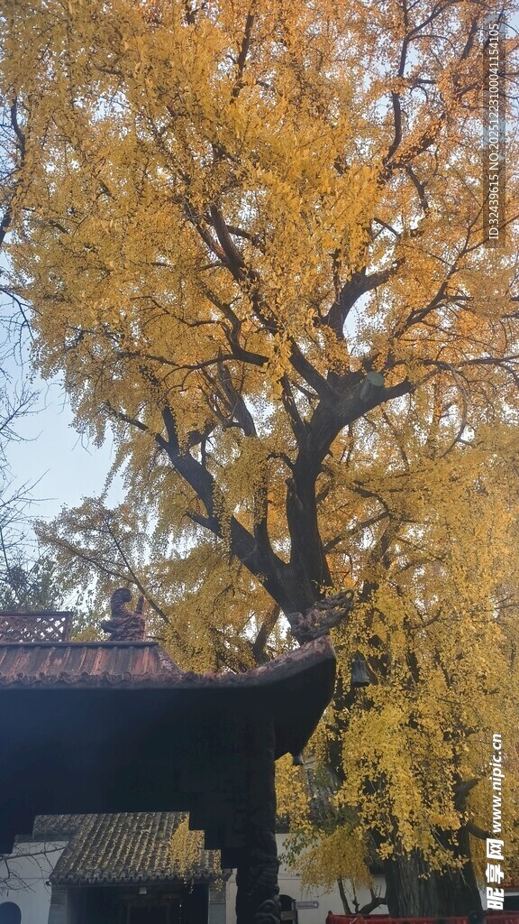 古树下的金黄银杏美景
