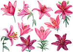 水彩粉色百合花组图