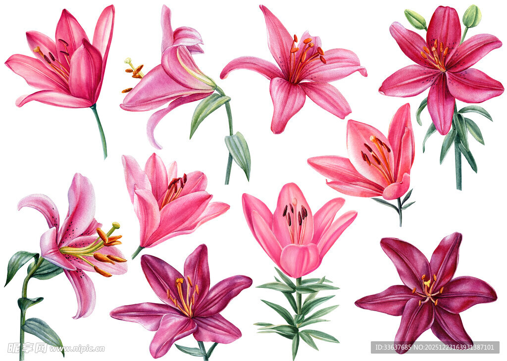 水彩粉色百合花组图