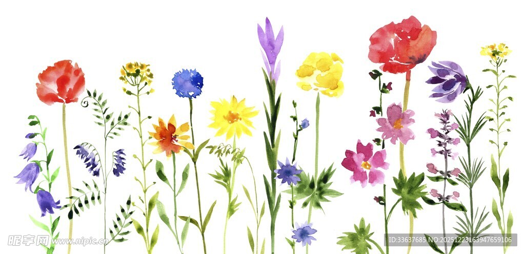 缤纷野花绽放的美丽图景