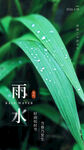 雨水时节带露的青翠叶片