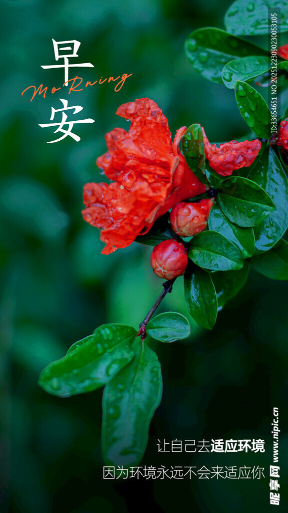 早安红花朵朵开励志问候