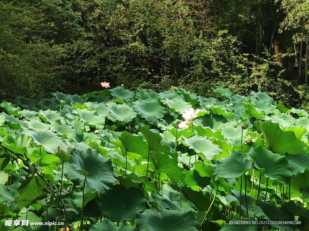 荷塘绿意