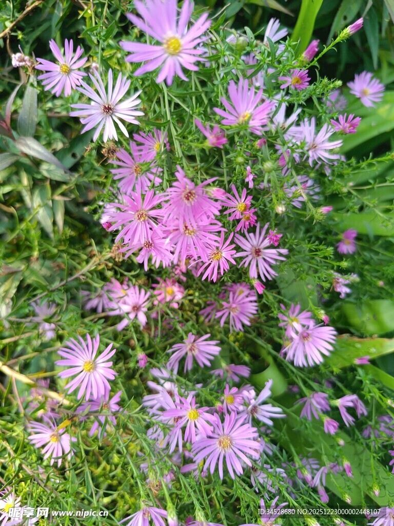 粉色雏菊绽放于绿叶间