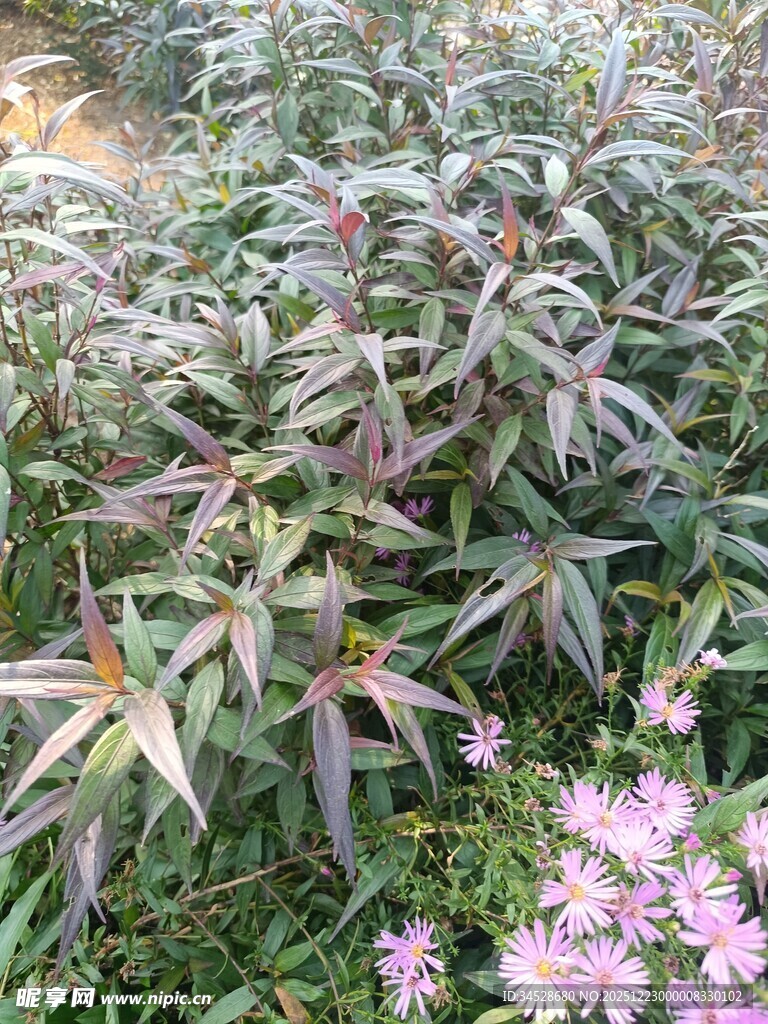 多彩植物与粉色小花景观