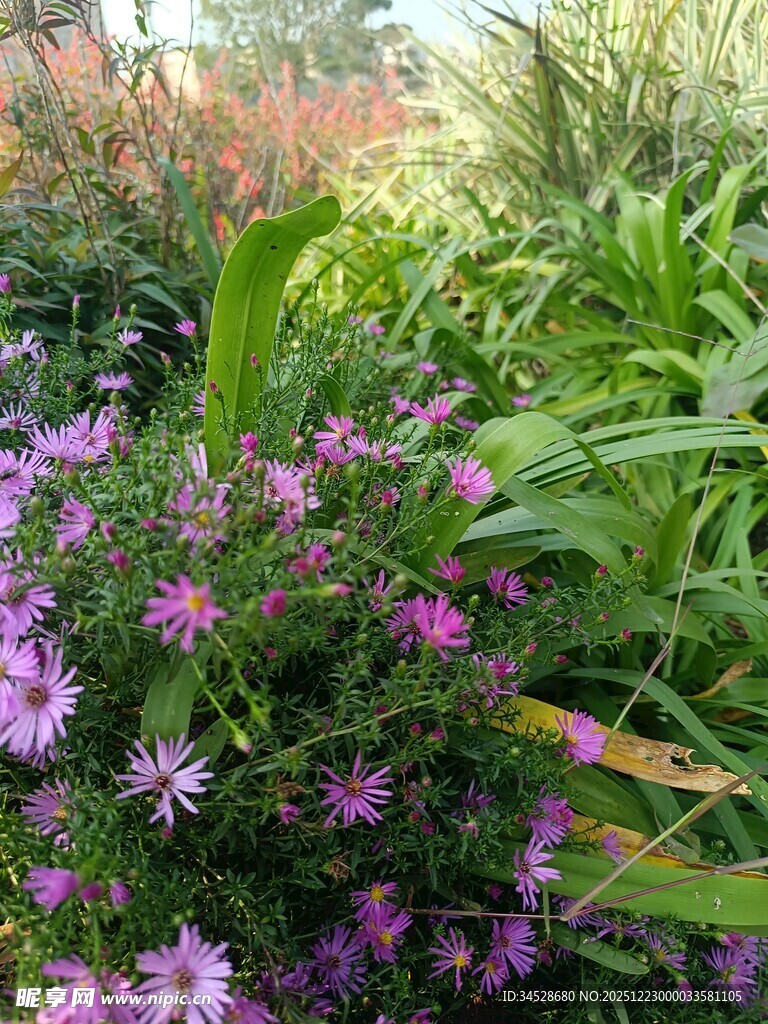 缤纷花丛中的美丽景致