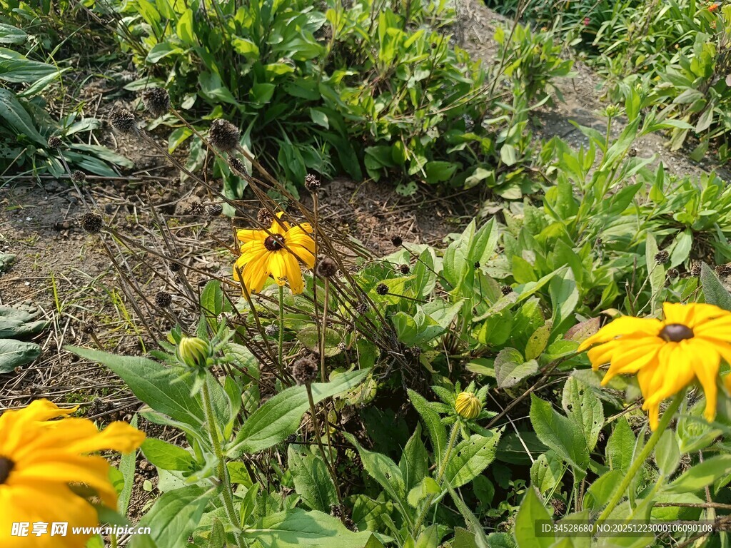 花园中的明艳黄色花朵