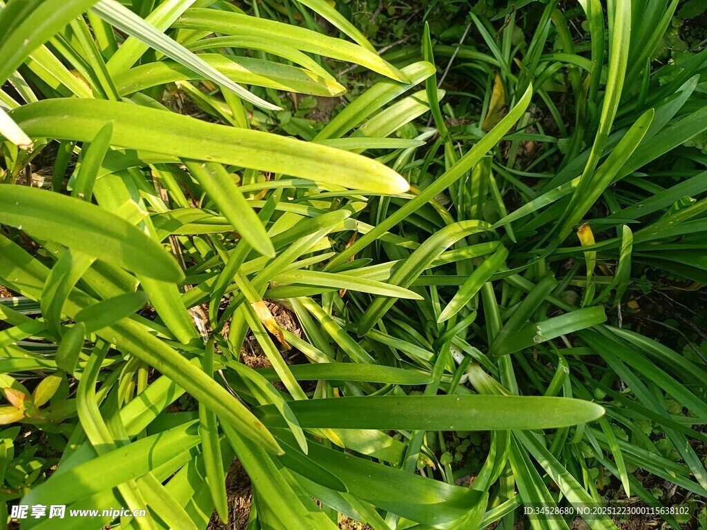 翠绿繁茂的青草