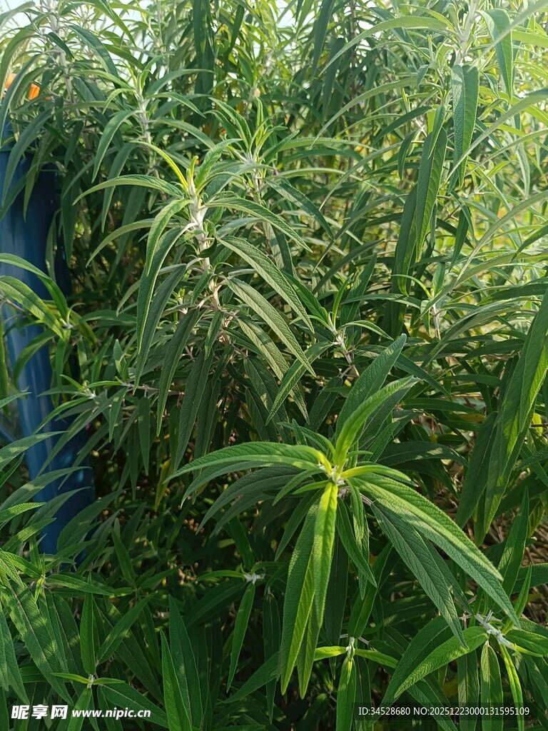 茂密绿植中的独特叶片