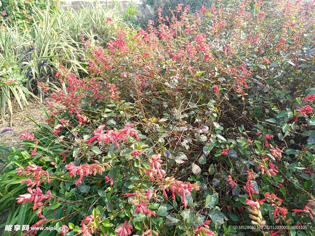 鲜艳多彩的花卉植物景观