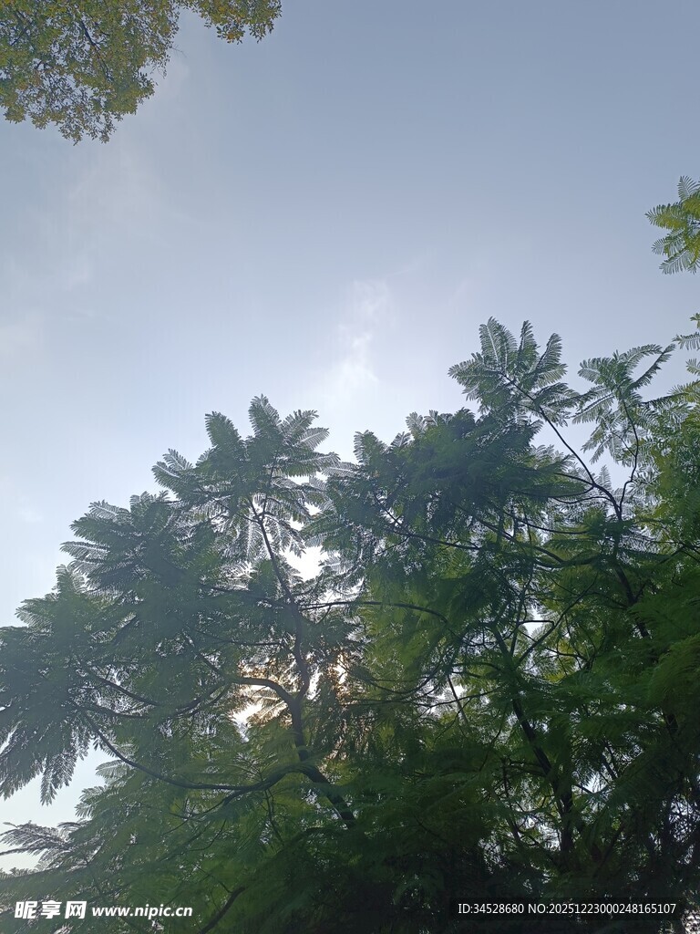 仰视绿树与晴朗天空