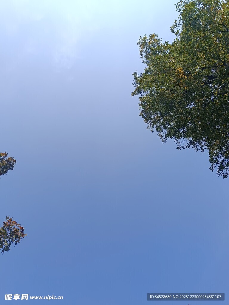 仰望蓝天与树梢