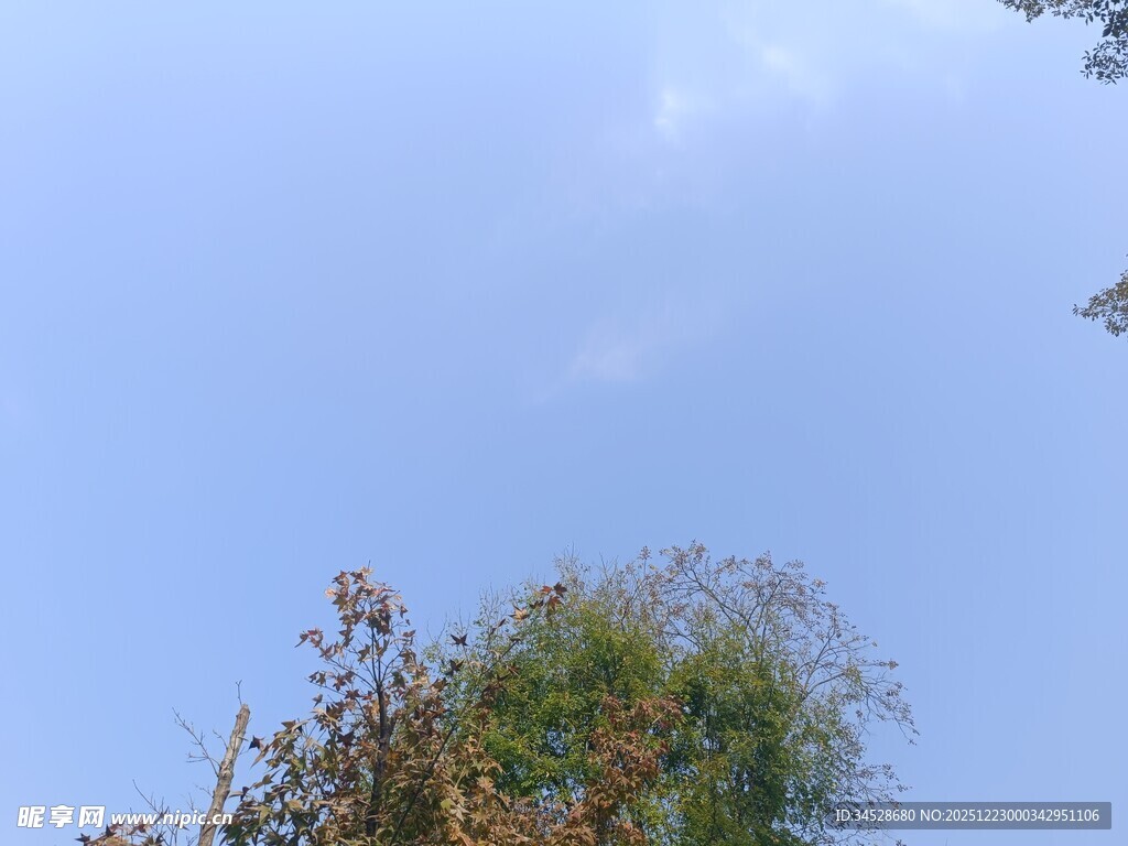 蓝天映衬下的葱郁树梢